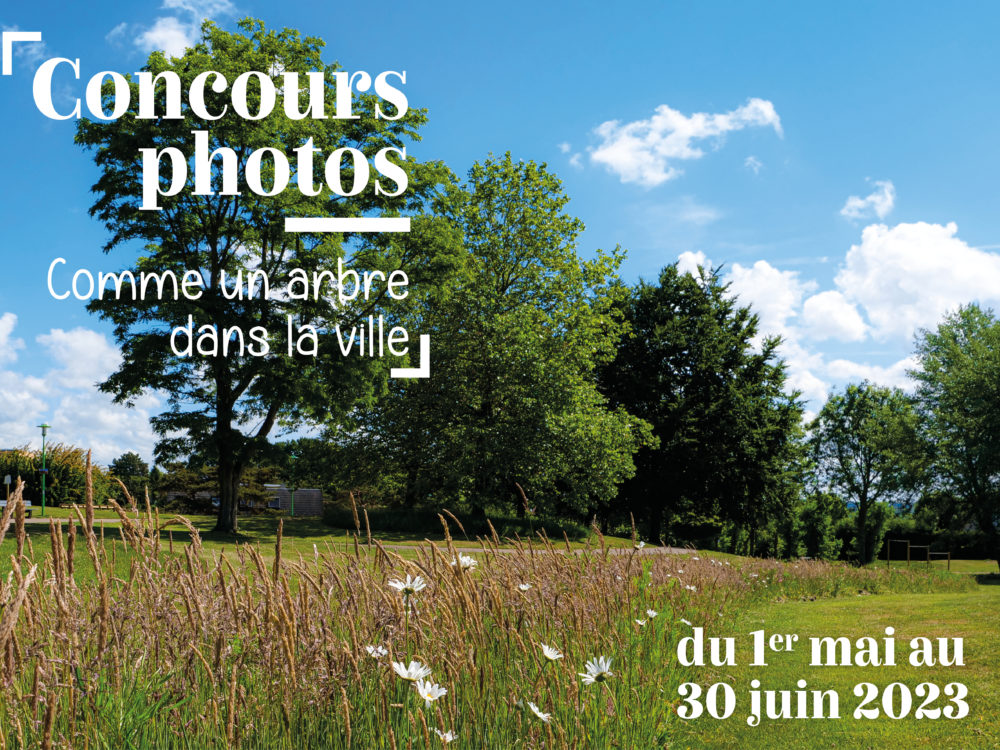 Concours photo – Comme une arbre dans la ville