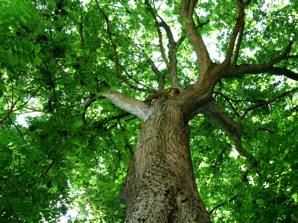 À la recherche des arbres remarquables de Montivilliers