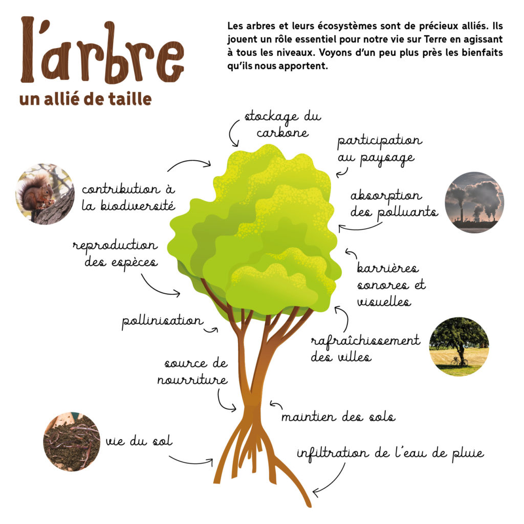 À la recherche des arbres remarquables de Montivilliers