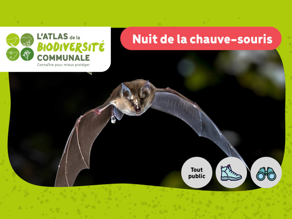Rendez-vous Biodiver’Cité : Nuit de la chauve-souris