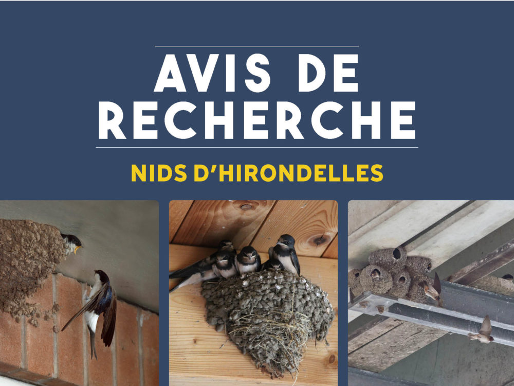 Avis de recherche – Nids d&rsquo;hirondelles