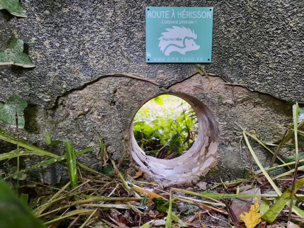 Hérissons - Piqu’en ville